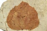 Fossil Leaf (Ampelopsis) - Montana #204022-1